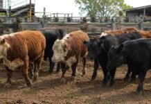 Mercado Agroganadero: los precios definitivos por categoría de este miércoles 12 de agosto Hacienda bovina en corrales del Mercado Agroganadero durante una jornada de comercialización de ganado.