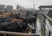 El Mercado Agroganadero publicó los precios definitivos de este martes Hacienda bovina en corrales de un mercado ganadero durante una jornada de lluvias, con piso mojado y personal trabajando entre los animales.