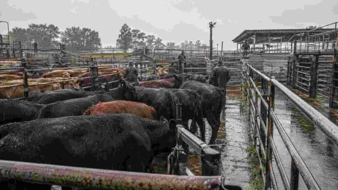 mercado-ganadero-lluvias-hacienda Hacienda bovina en corrales de un mercado ganadero durante una jornada de lluvias, con piso mojado y personal trabajando entre los animales.