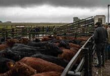 Así quedaron los precios definitivos del Mercado Agroganadero este martes 4 de agosto Corrales del mercado ganadero con hacienda bovina, barro y cielo cubierto durante una jornada de mal tiempo.