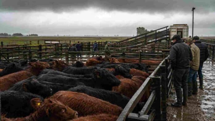 Corrales del mercado ganadero con hacienda bovina, barro y cielo cubierto durante una jornada de mal tiempo.