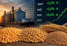 Granos: Chicago terminó en positivo, subieron trigo, maíz y soja antes del fin de semana largo Maíz, soja y trigo en primer plano con referencias visuales al mercado internacional de granos durante el cierre de la semana.
