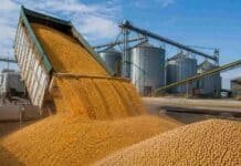 Granos: subieron las ofertas por soja y el maíz concentró la actividad tras el feriado Descarga de maíz y soja en una planta de acopio de granos en Argentina