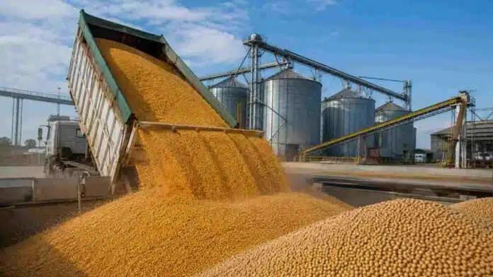 mercado-granos-soja-maiz-ofertas-argentina Descarga de maíz y soja en una planta de acopio de granos en Argentina