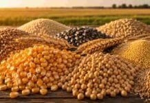 Granos: el trigo 2026/27 ganó actividad y la soja mejoró ofertas en la plaza local Granos de soja, maíz, trigo y otros cultivos dispuestos sobre una mesa con un campo agrícola de fondo.