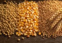 Chicago baja y el mercado local recorta los valores diferidos Granos de soja, maíz y trigo dispuestos sobre una superficie de madera para ilustrar el mercado agrícola.