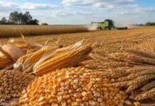 Granos: soja y maíz ganaron protagonismo en Rosario mientras el trigo siguió estable Granos de soja, maíz y espigas de trigo en primer plano, con una cosechadora trabajando en un lote agrícola de fondo.