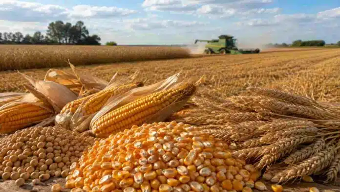 mercado-granos-soja-maiz-trigo Granos de soja, maíz y espigas de trigo en primer plano, con una cosechadora trabajando en un lote agrícola de fondo.
