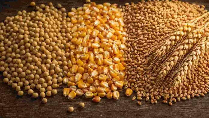 Granos de soja, maíz y trigo dispuestos sobre una superficie de madera para ilustrar el mercado agrícola.