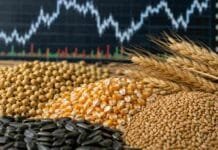 Los granos gruesos sostuvieron el mercado: firmeza en maíz y mejora para la soja Soja, maíz, trigo y girasol en primer plano con un gráfico de mercado desenfocado al fondo.