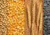 Granos: los granos gruesos lideraron una rueda con mejoras para la soja Soja, maíz, trigo y girasol distribuidos en franjas verticales para ilustrar el mercado de granos.