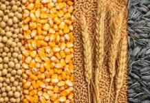 Granos: los granos gruesos lideraron una rueda con mejoras para la soja Soja, maíz, trigo y girasol distribuidos en franjas verticales para ilustrar el mercado de granos.