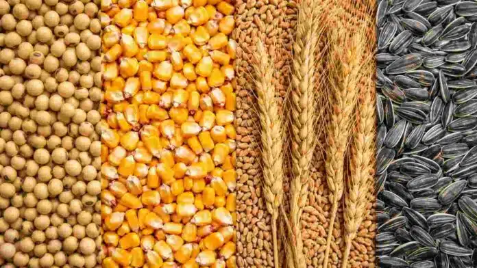 mercado-granos-soja-maiz-trigo-girasol-ruralnet Soja, maíz, trigo y girasol distribuidos en franjas verticales para ilustrar el mercado de granos.