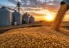 Granos: el maíz ganó protagonismo, la soja repuntó y reaparecieron ofertas por sorgo Soja descargándose en una tolva frente a silos de acopio durante el atardecer, imagen ilustrativa del mercado de granos.