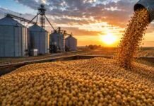 Granos: el maíz ganó protagonismo, la soja repuntó y reaparecieron ofertas por sorgo Soja descargándose en una tolva frente a silos de acopio durante el atardecer, imagen ilustrativa del mercado de granos.