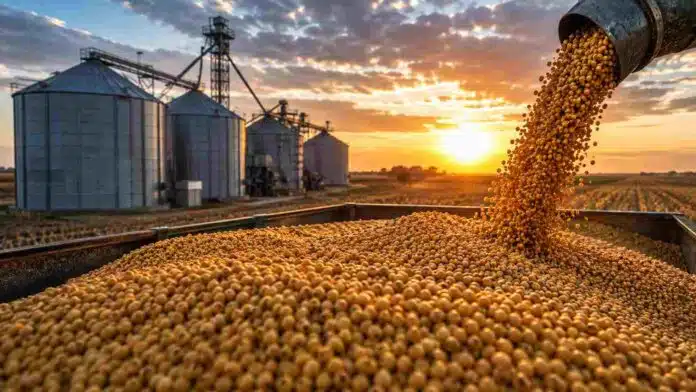 mercado-granos-soja-silos-atardecer Soja descargándose en una tolva frente a silos de acopio durante el atardecer, imagen ilustrativa del mercado de granos.