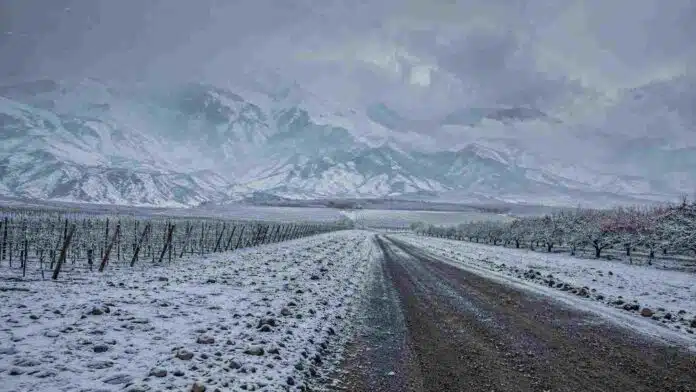 nevadas-cordillera-cuyo-argentina-agosto-2026 Tormenta de nieve sobre la cordillera de los Andes en Cuyo, con viñedos y frutales cubiertos de nieve.