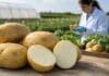 Una papa desarrollada por el INTA evita moretones y abre una nueva etapa para el mejoramiento genético Papas OLI INTA cortadas y enteras durante una evaluación de calidad, variedad desarrollada mediante edición génica por el INTA Balcarce.
