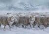 Alertan a siete provincias por hasta 150 cm de nieve y ráfagas de 110 km/h Rodeo de ovejas Corriedale cubiertas de nieve y hielo durante una fuerte nevada en la Patagonia argentina