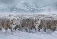 Alertan a siete provincias por hasta 150 cm de nieve y ráfagas de 110 km/h Rodeo de ovejas Corriedale cubiertas de nieve y hielo durante una fuerte nevada en la Patagonia argentina