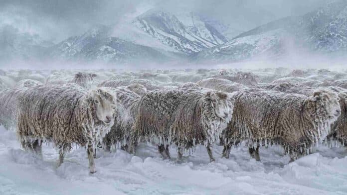 Rodeo de ovejas Corriedale cubiertas de nieve y hielo durante una fuerte nevada en la Patagonia argentina