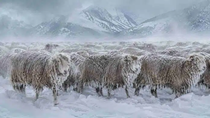 ovejas-corriedale-nevada-patagonia Rodeo de ovejas Corriedale cubiertas de nieve y hielo durante una fuerte nevada en la Patagonia argentina