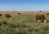 Las vacas pueden ser aliadas de la conservación de pastizales, según un estudio internacional Vacas pastando en un pastizal natural, en una escena que ilustra el manejo ganadero y la conservación de los pastizales.