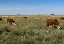 Las vacas pueden ser aliadas de la conservación de pastizales, según un estudio internacional Vacas pastando en un pastizal natural, en una escena que ilustra el manejo ganadero y la conservación de los pastizales.
