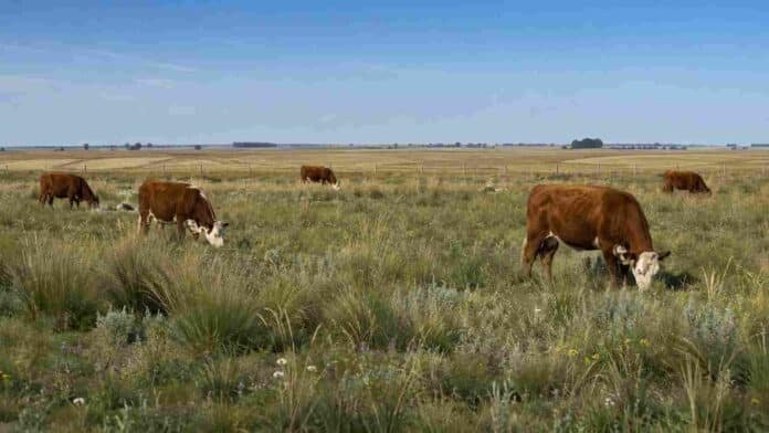 pastizales-ganado-manejo-sustentable-fauba Vacas pastando en un pastizal natural, en una escena que ilustra el manejo ganadero y la conservación de los pastizales.