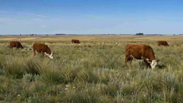 pastizales-ganado-manejo-sustentable-fauba Vacas pastando en un pastizal natural, en una escena que ilustra el manejo ganadero y la conservación de los pastizales.