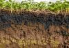 Inteligencia artificial y manejo: nuevas herramientas para cuidar el suelo Perfil de suelo agrícola con raíces, rastrojos y cobertura vegetal sobre una capa superficial rica en materia orgánica.