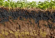 Inteligencia artificial y manejo: nuevas herramientas para cuidar el suelo Perfil de suelo agrícola con raíces, rastrojos y cobertura vegetal sobre una capa superficial rica en materia orgánica.