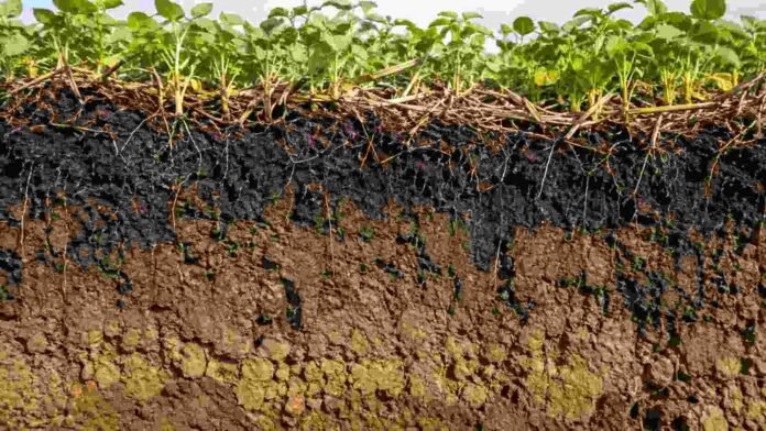 perfil-suelo-raices-cobertura-vegetal Perfil de suelo agrícola con raíces, rastrojos y cobertura vegetal sobre una capa superficial rica en materia orgánica.