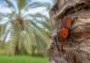 Detectan por primera vez al picudo rojo en Entre Ríos y activan un plan de contingencia Picudo rojo de las palmeras sobre el tronco de una palmera, plaga detectada por primera vez en Entre Ríos.