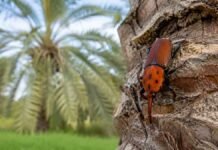 Detectan por primera vez al picudo rojo en Entre Ríos y activan un plan de contingencia Picudo rojo de las palmeras sobre el tronco de una palmera, plaga detectada por primera vez en Entre Ríos.
