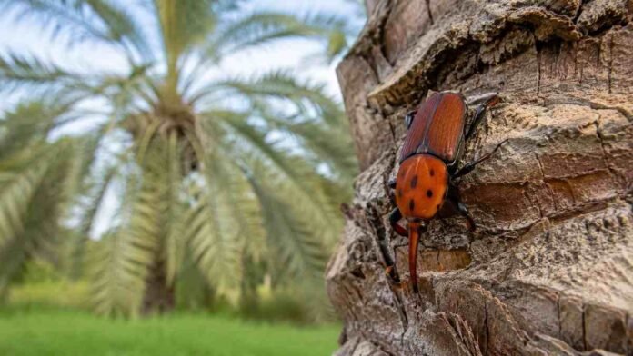picudo-rojo-palmera-entre-rios Picudo rojo de las palmeras sobre el tronco de una palmera, plaga detectada por primera vez en Entre Ríos.