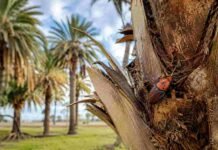 El avance del picudo rojo obliga a ampliar la emergencia fitosanitaria en dos provincias Picudo rojo sobre el tronco de una palmera en un área afectada por la emergencia fitosanitaria en Buenos Aires y Entre Ríos.