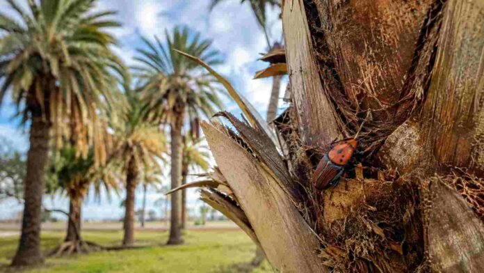 picudo-rojo-palmeras-emergencia-fitiosanitaria Picudo rojo sobre el tronco de una palmera en un área afectada por la emergencia fitosanitaria en Buenos Aires y Entre Ríos.