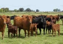 Corrientes apunta a pasar de 1 a 1,5 millón de terneros con un nuevo plan ganadero Ganado bovino con vacas y terneros en un campo de Corrientes, en el marco del plan provincial para fortalecer la producción ganadera.