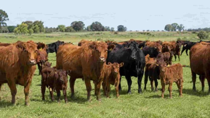 plan-ganadero-corrientes-vacas-terneros Ganado bovino con vacas y terneros en un campo de Corrientes, en el marco del plan provincial para fortalecer la producción ganadera.