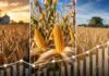 Soja, maíz y trigo: los precios a cosecha alcanzan máximos Soja, maíz y trigo en campos agrícolas con una gráfica ascendente que representa la suba de los precios de los principales granos.