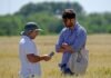 Trigo 2026: las claves para elevar rindes con menos recursos Dos productores observan un teléfono celular mientras recorren un lote de trigo.