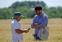 Trigo 2026: las claves para elevar rindes con menos recursos Dos productores observan un teléfono celular mientras recorren un lote de trigo.