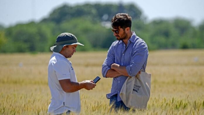 Dos productores observan un teléfono celular mientras recorren un lote de trigo.