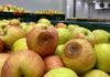 El INTA identificó una nueva enfermedad bacteriana que afecta a peras y manzanas en el Alto Valle Manzanas con síntomas de podredumbre marrón y blanda durante la conservación en frío, asociados a la bacteria Rahnella aceris.