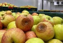 El INTA identificó una nueva enfermedad bacteriana que afecta a peras y manzanas en el Alto Valle Manzanas con síntomas de podredumbre marrón y blanda durante la conservación en frío, asociados a la bacteria Rahnella aceris.