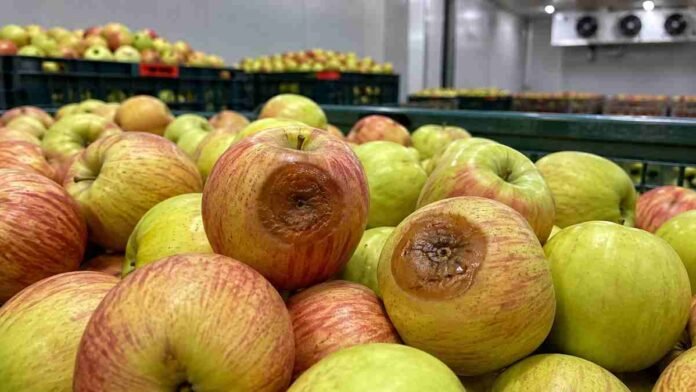 rahnella-aceris-podredumbre-manzanas-frio Manzanas con síntomas de podredumbre marrón y blanda durante la conservación en frío, asociados a la bacteria Rahnella aceris.