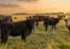 Con 411.705 toneladas, la exportación de carne bovina creció 10% entre enero y junio Rodeo de ganado bovino de raza cruza en una pradera pampeana argentina, con pastizales verdes y luz dorada de atardecer en una escena rural amplia.