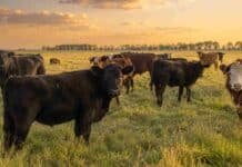 Con 411.705 toneladas, la exportación de carne bovina creció 10% entre enero y junio Rodeo de ganado bovino de raza cruza en una pradera pampeana argentina, con pastizales verdes y luz dorada de atardecer en una escena rural amplia.