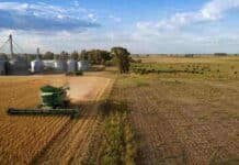 El BID revela que la productividad del agro argentino perdió fuerza desde los 2000 Producción agropecuaria argentina con cosechadora, silos, cultivos y ganado en un establecimiento de la región pampeana.